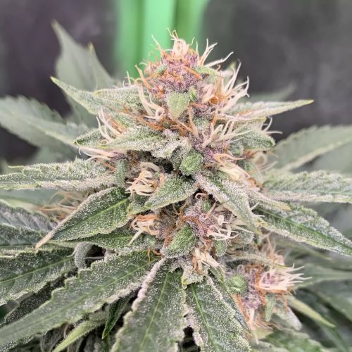 Cherry Limon Auyto C+Witch x3