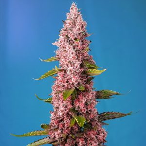 Esqueje Red Hot Cookies Sweed Seeds