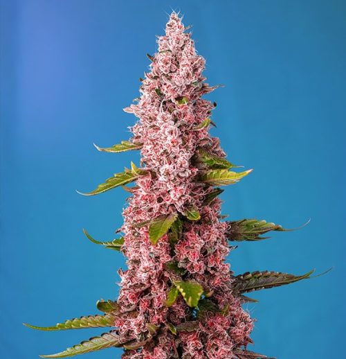 Esqueje Red Hot Cookies Sweed Seeds