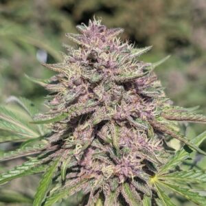 Gorilla Glue Auto Baires Genetics x3