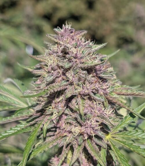 Gorilla Glue Auto Baires Genetics x3