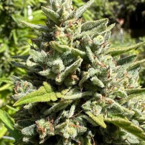 Pineapple Auto Baires Genetics x3