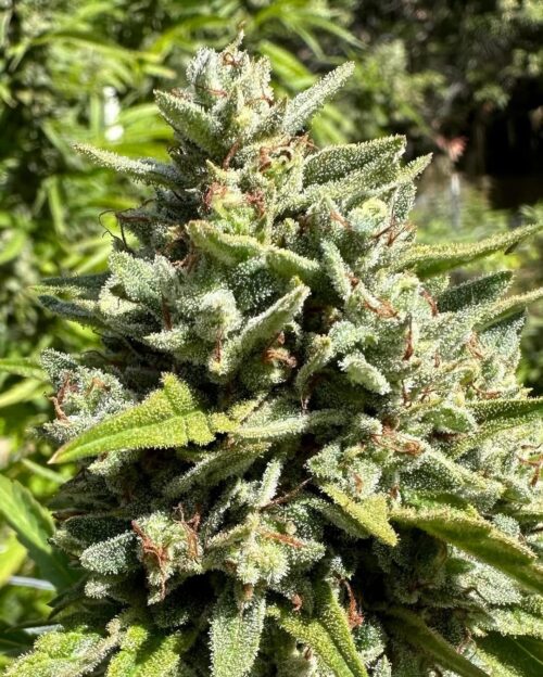 Pineapple Auto Baires Genetics x3