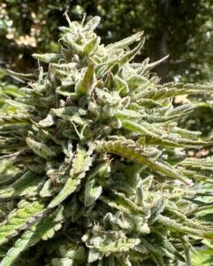 Pineapple Auto Baires Genetics x3