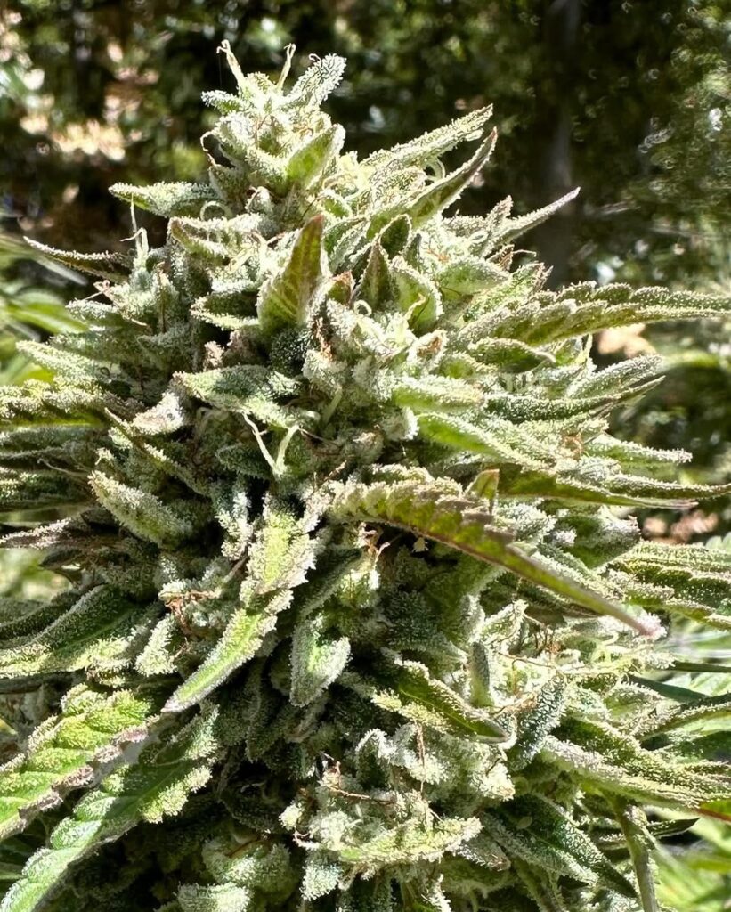 Pineapple Auto Baires Genetics x3