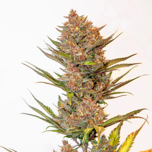 Cherry Banana Auto Silver River Seeds x5