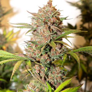 Cherry Banana Auto Silver River Seeds x5