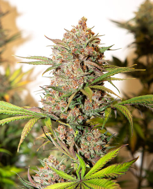 Cherry Banana Auto Silver River Seeds x5