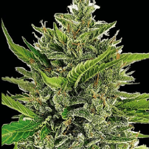 Daddy Og Auto Silver River Seeds x5