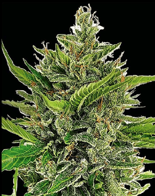 Daddy Og Auto Silver River Seeds x5