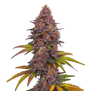 Grizzly Purple Auto Blimburn Seeds x3
