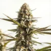 Kabrales Auto Blimburn Seeds x3: imagen 2