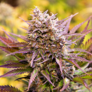 Magnum Cookies Auto Silver River Seeds x5