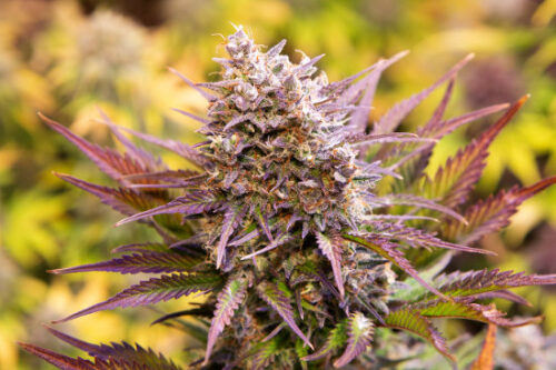 Magnum Cookies Auto Silver River Seeds x5