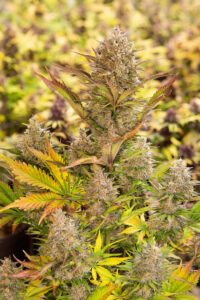 Magnum Cookies Auto Silver River Seeds x5: imagen 3