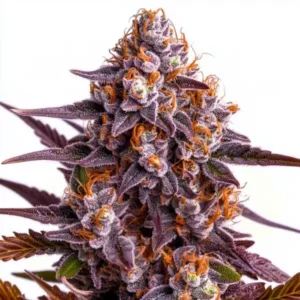 Critical Auto Blimburn Seeds x3