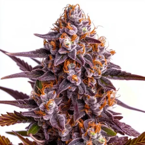 Critical Auto Blimburn Seeds x3