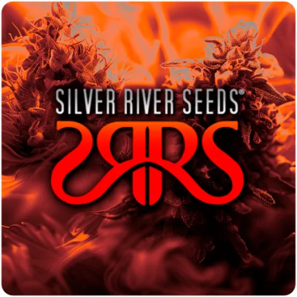 Daddy Og Auto Silver River Seeds x5