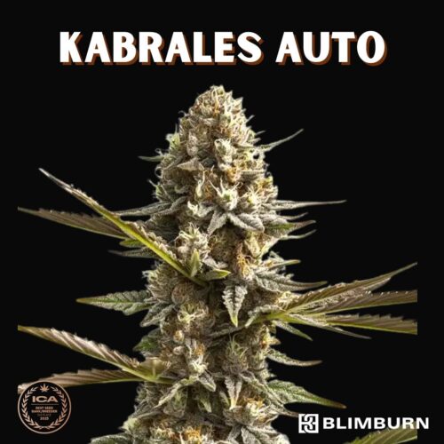 Kabrales Auto Blimburn Seeds x3