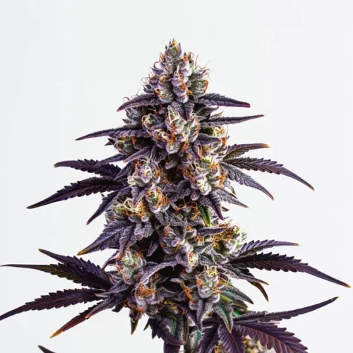 Orient Auto Blimburn Seeds x3