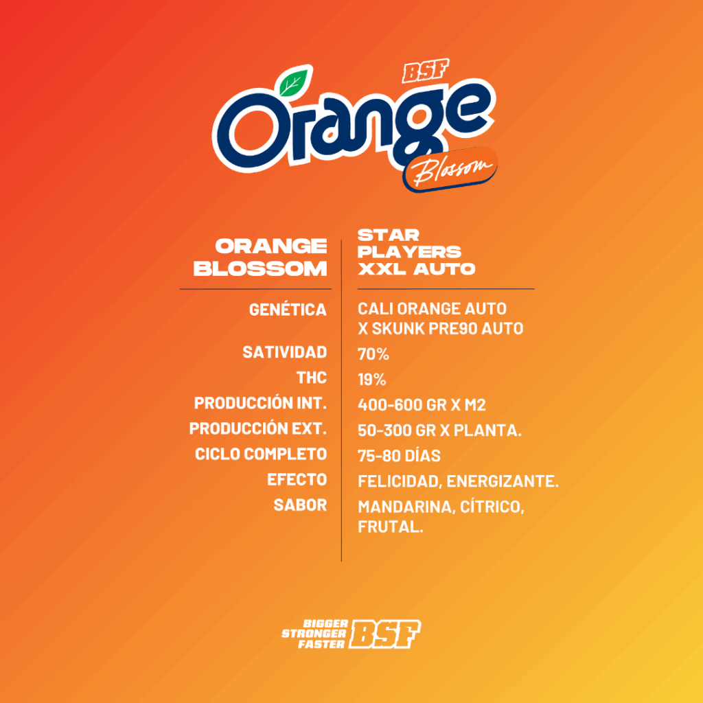 Orange Blossom XXL Auto BSF x2