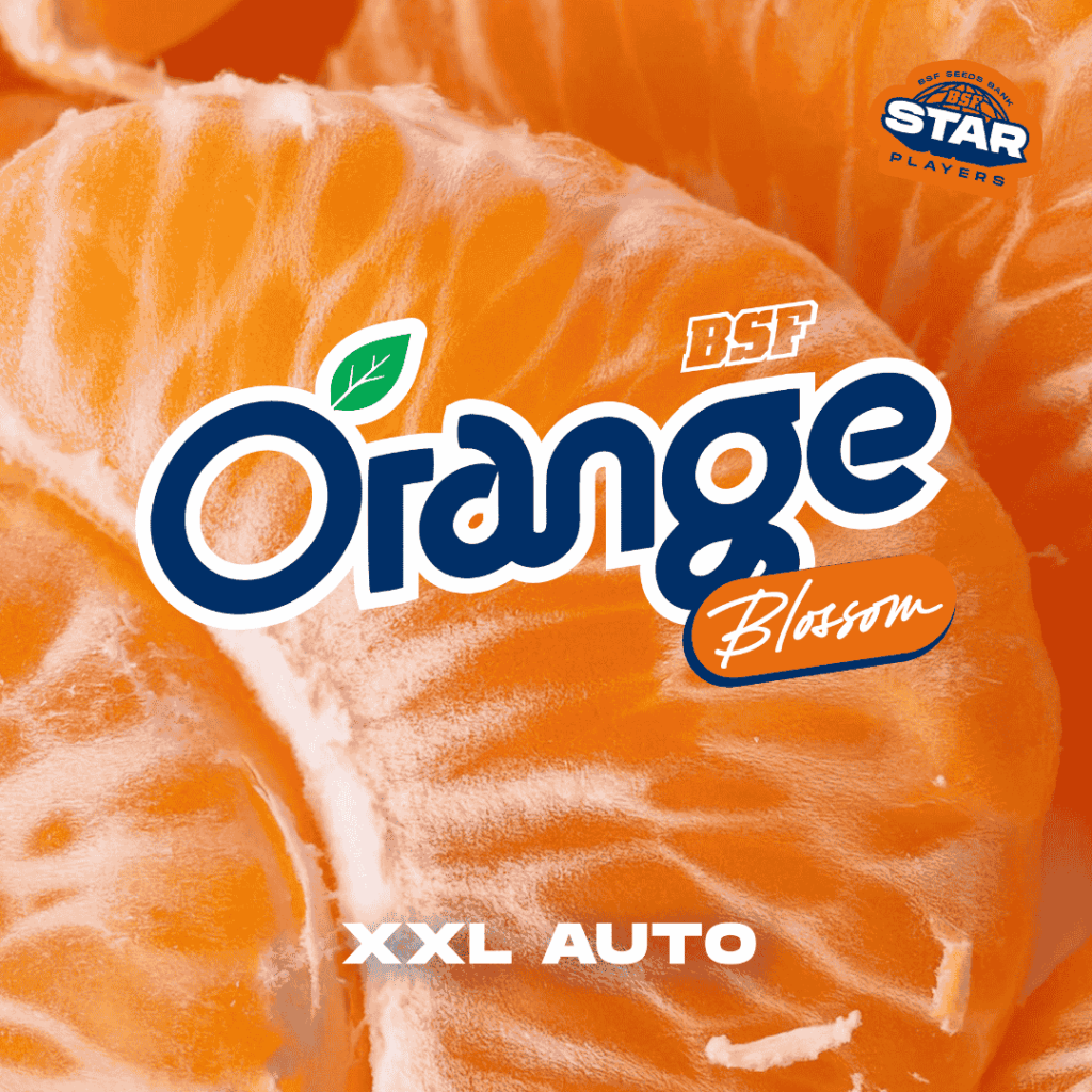 Orange Blossom XXL Auto BSF x2