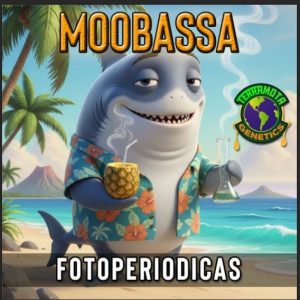Moobassa FotoFem Terramota 3+2