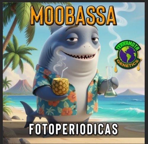 Moobassa FotoFem Terramota 3+2