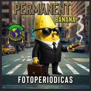 Permanet Banana FotoFem Terramota 3+2