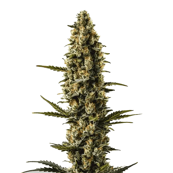 Sweety Auto Blimburn Seeds x3