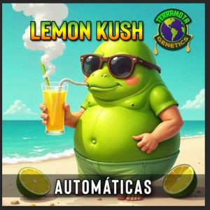 Lemon Kush Auto Terramota 3+2