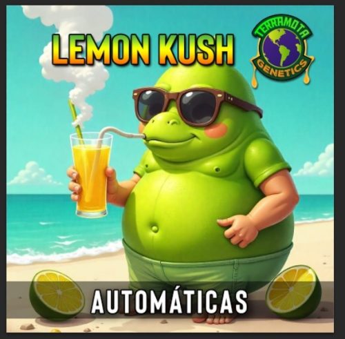 Lemon Kush Auto Terramota 3+2