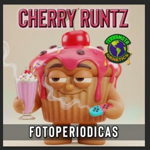 Cherry Runtz Foto Fem Terramota 3+2