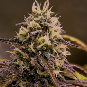 Edición Limitada Auto #4 Kame Seeds