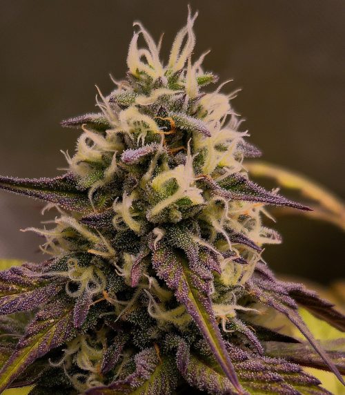 Edición Limitada Auto #4 Kame Seeds