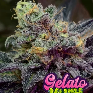 Gelato Kush Foto Fem Kame Seeds x3