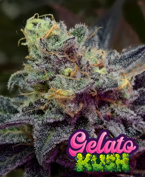 Gelato Kush Foto Fem Kame Seeds x3