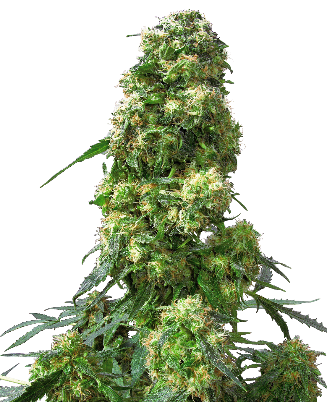 Early Snunk Foto Sensi Seeds x3