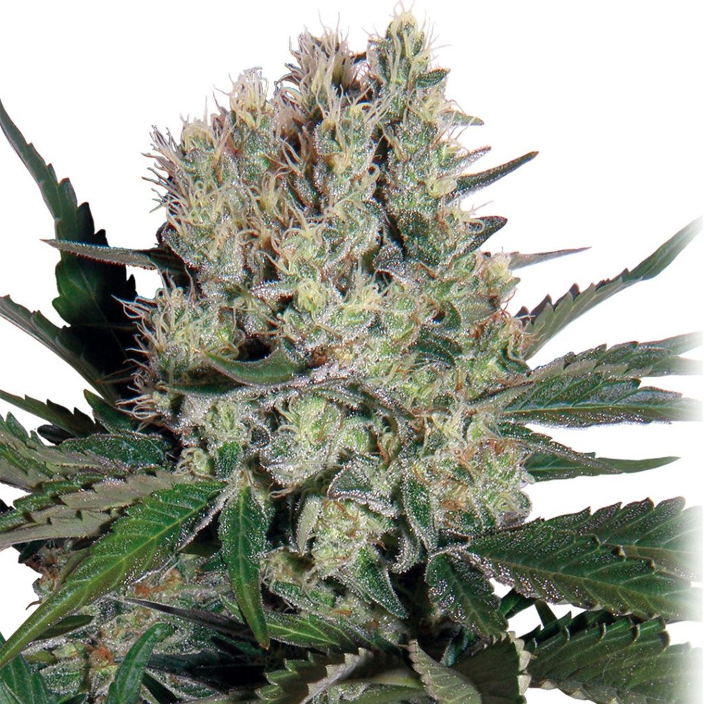 Syrup Auto Buddha Seeds x3