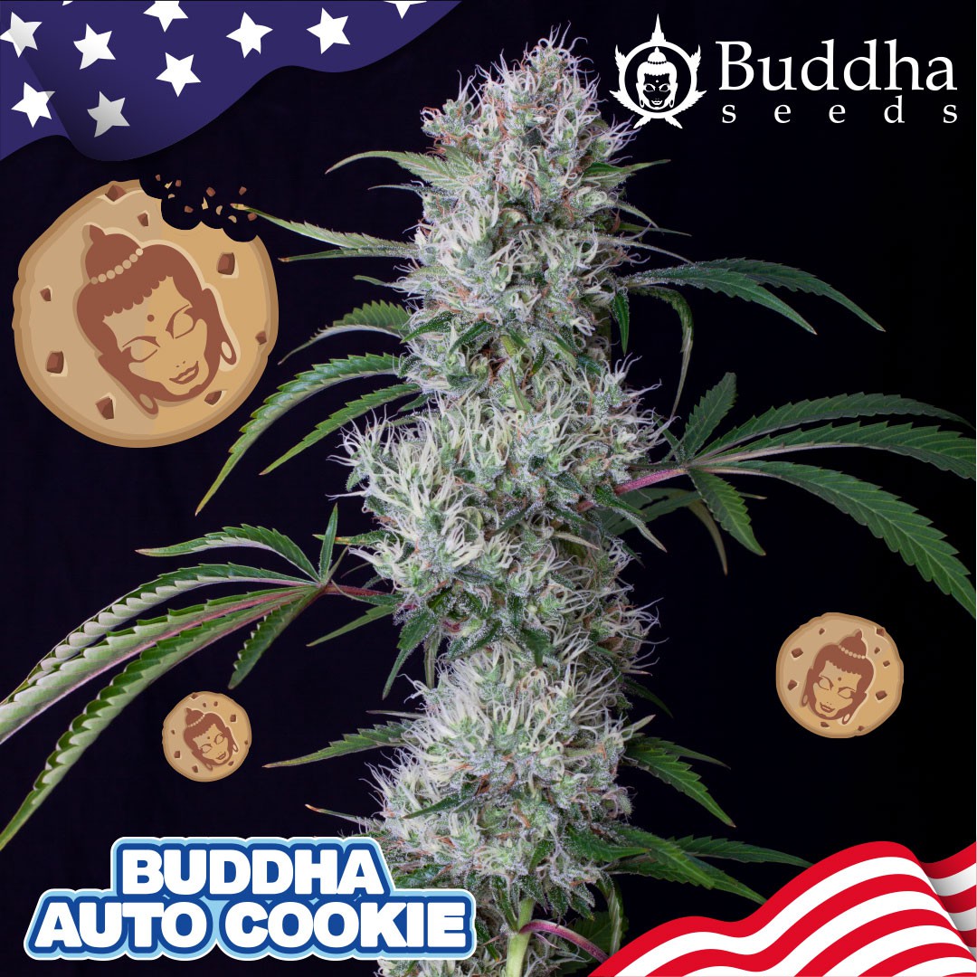 Buddha Cookie Auto Buddha Seeds x3