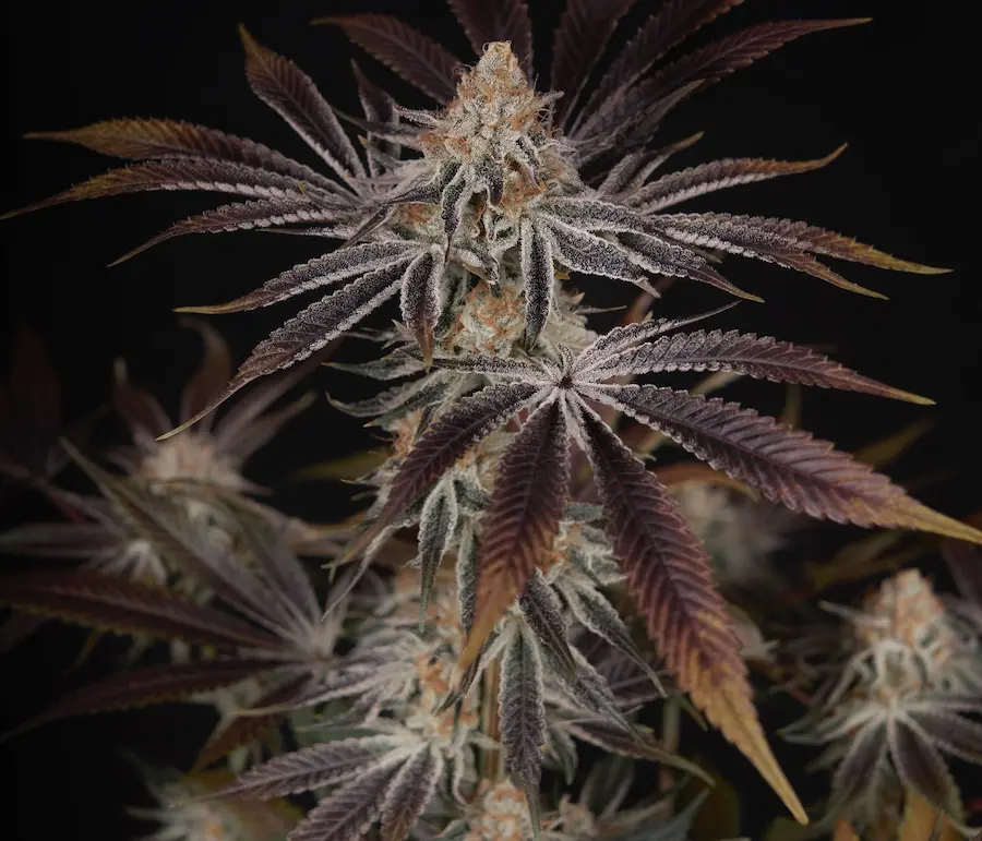 Dark Phoenix Fotofem Green House x3