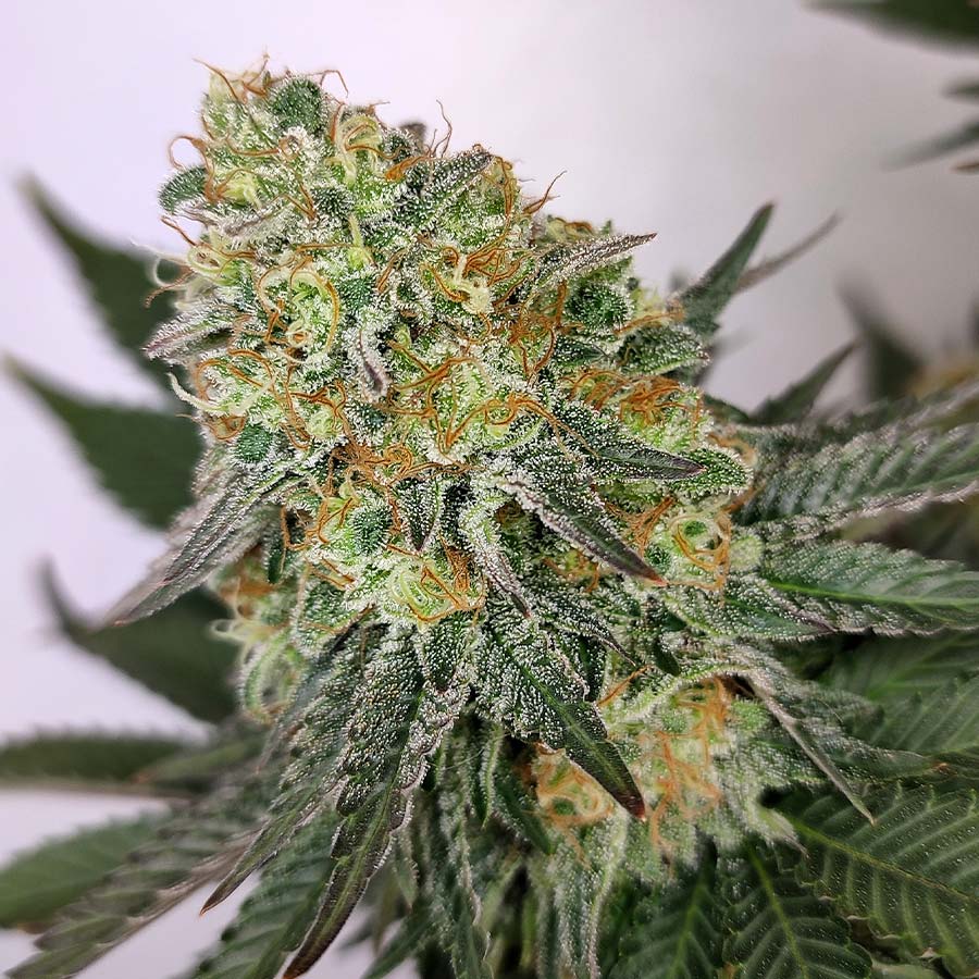Kraken Foto Buddha Seeds x3