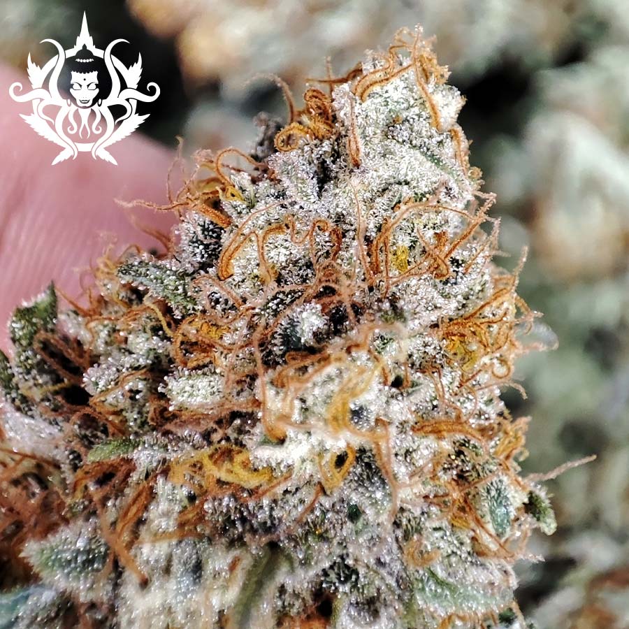 Kraken Foto Buddha Seeds x3