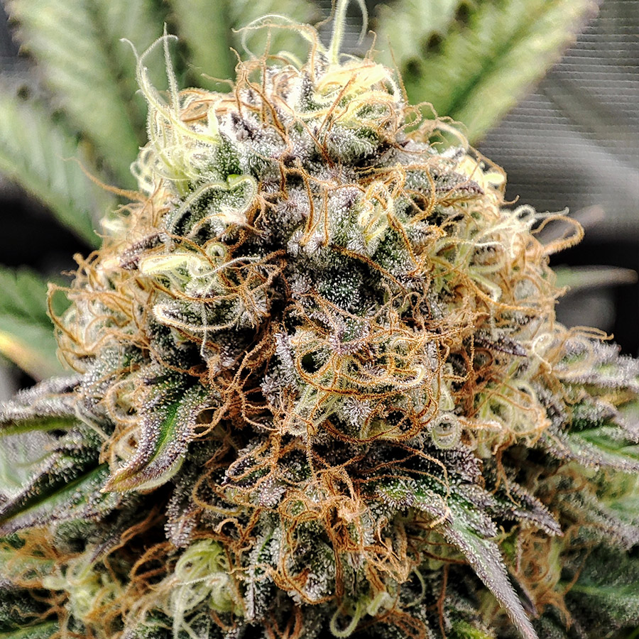 Weeding Cheesecake Foto Buddha Seeds x3