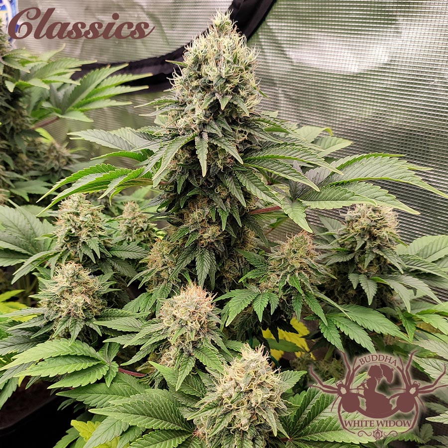 White Widow Foto Buddha Seeds x3