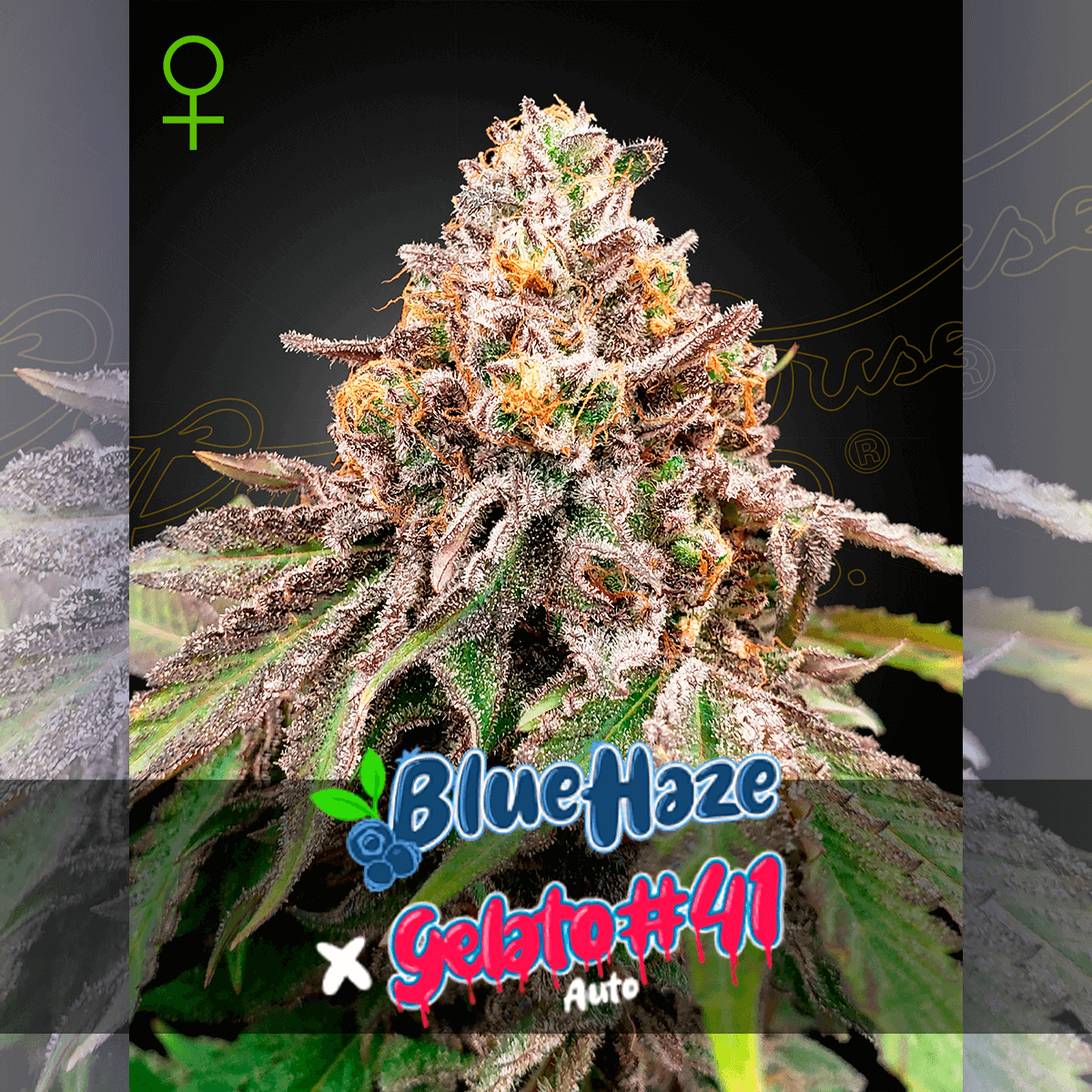 Blue Haze x Gelato Promo 3+4 Green House