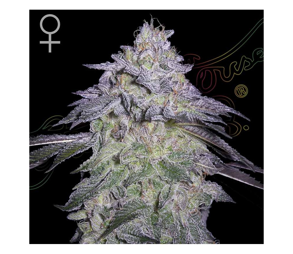 Cloud Walker Fotofem Green House x3