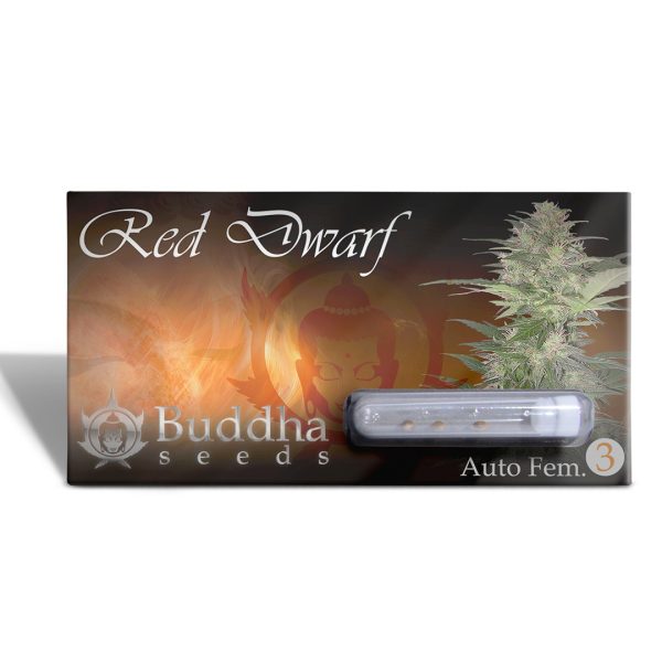Red Dwarf Buddha Seeds x3