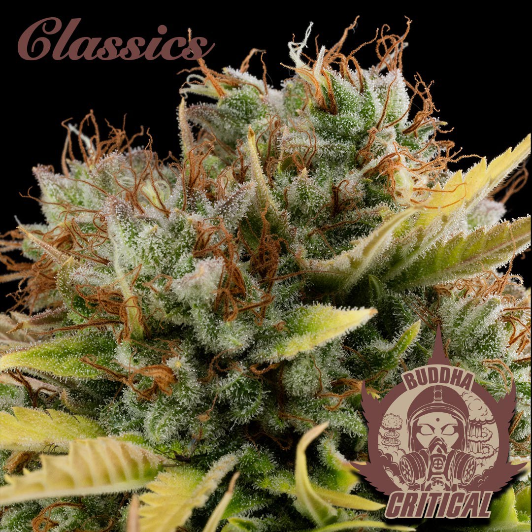 Critical Buddha Seeds x3