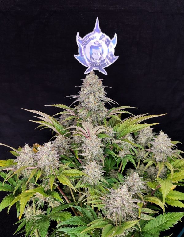 Critical Buddha Seeds x3